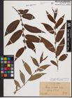 Foto von Salix eriocephala Michx.